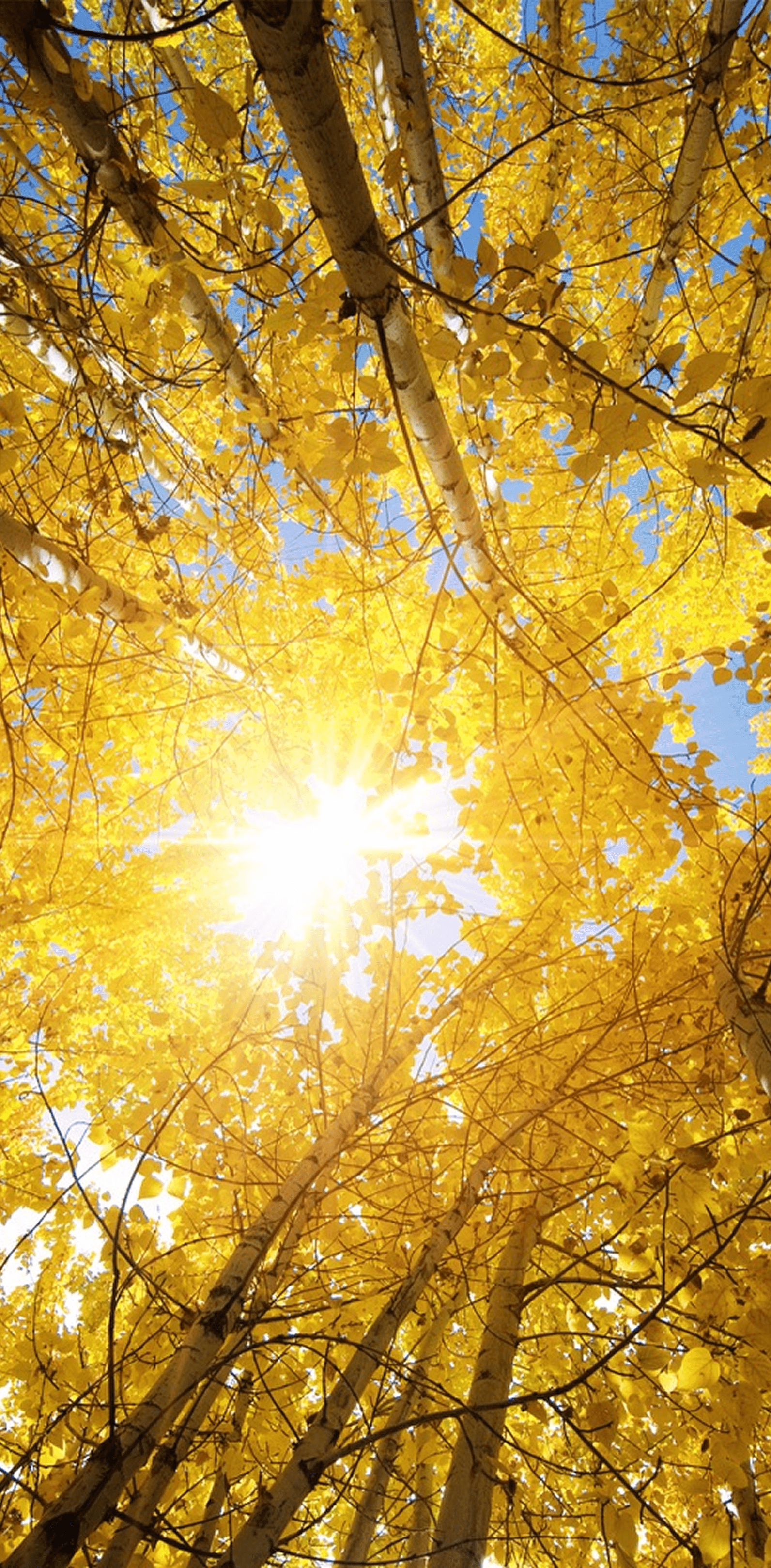 Golden birch forest